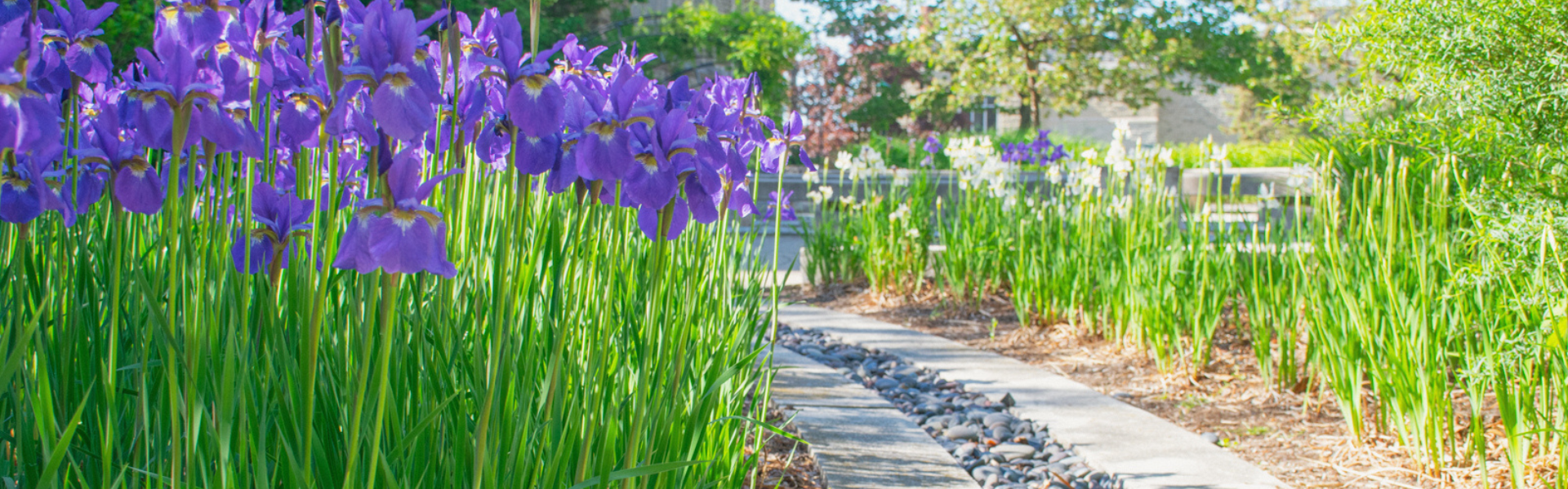 Purple flowers blooming on campus.